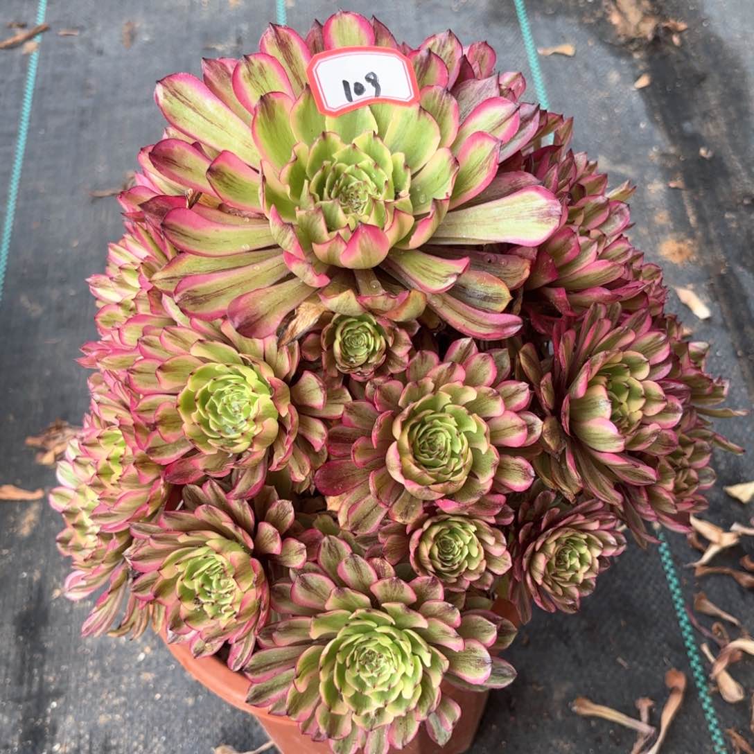 无花朵109仙子多肉植物