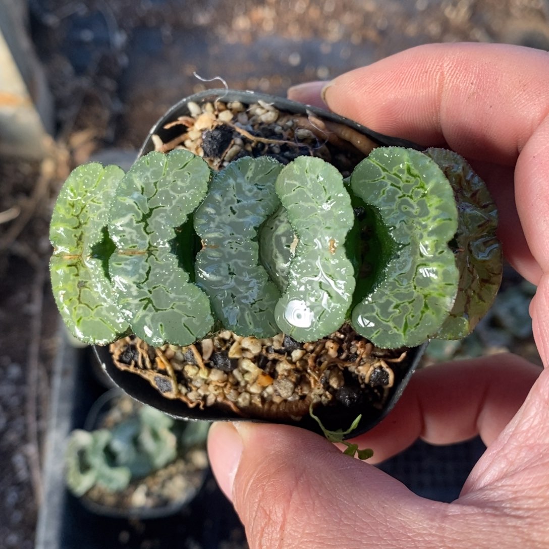 一颗大年份玉扇 零差评 周末整点福利