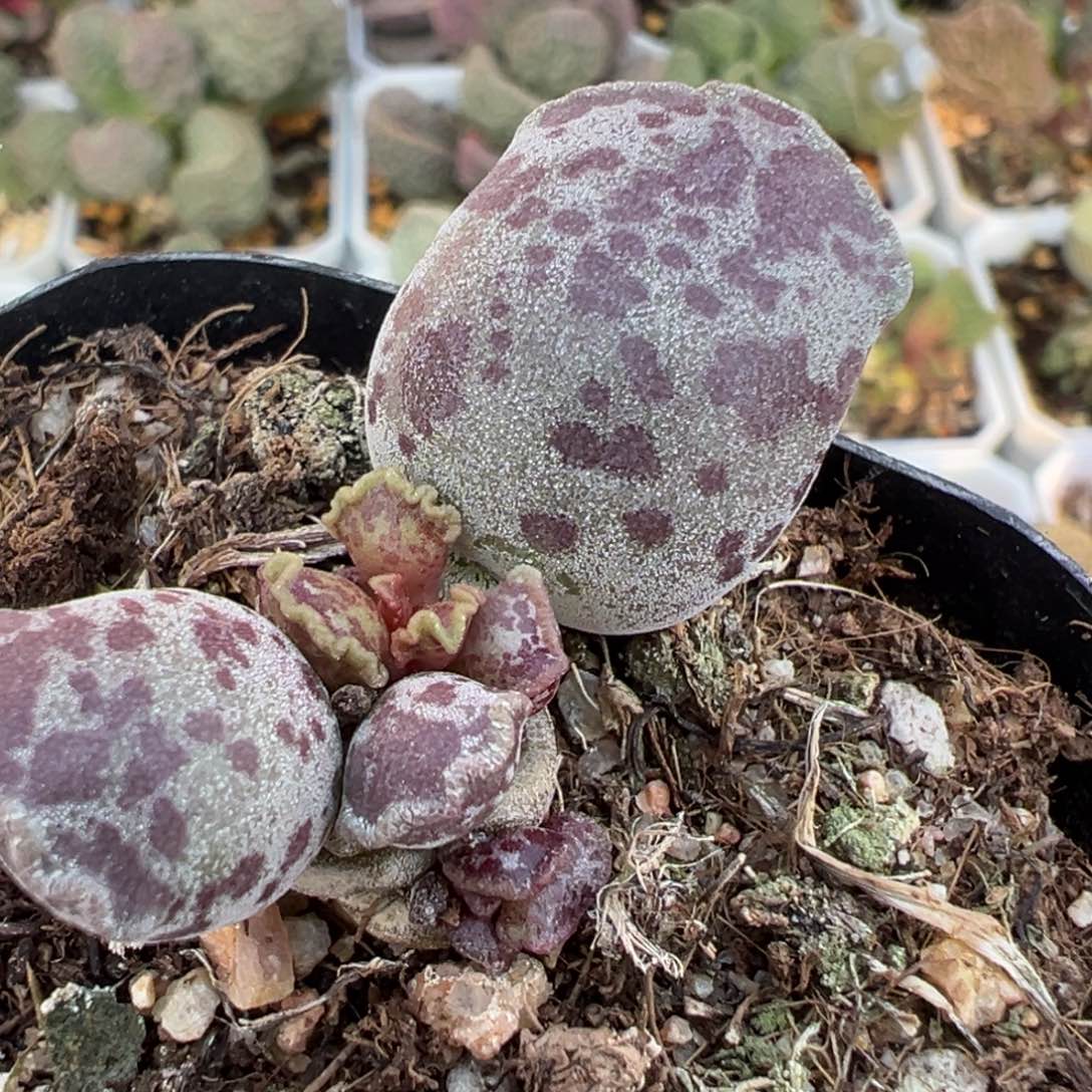 达摩海豹多肉植物水泡