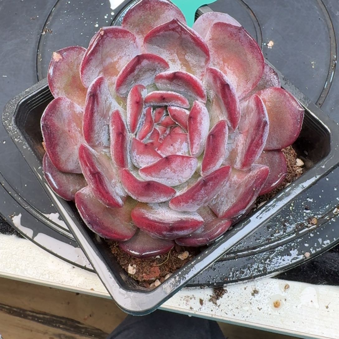 从前慢多肉精选编号1219.277