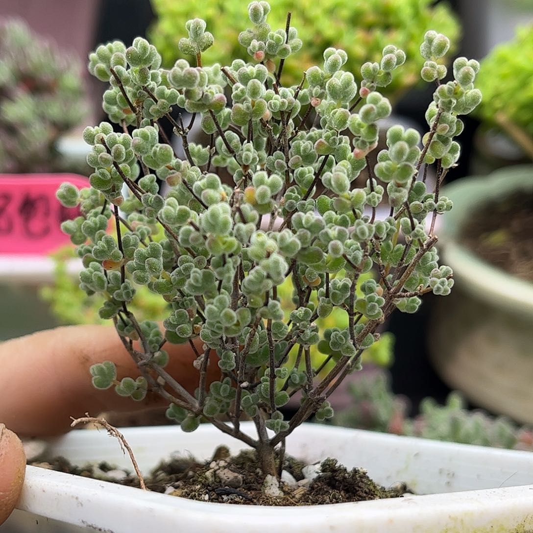 24白底实生莱斯优选