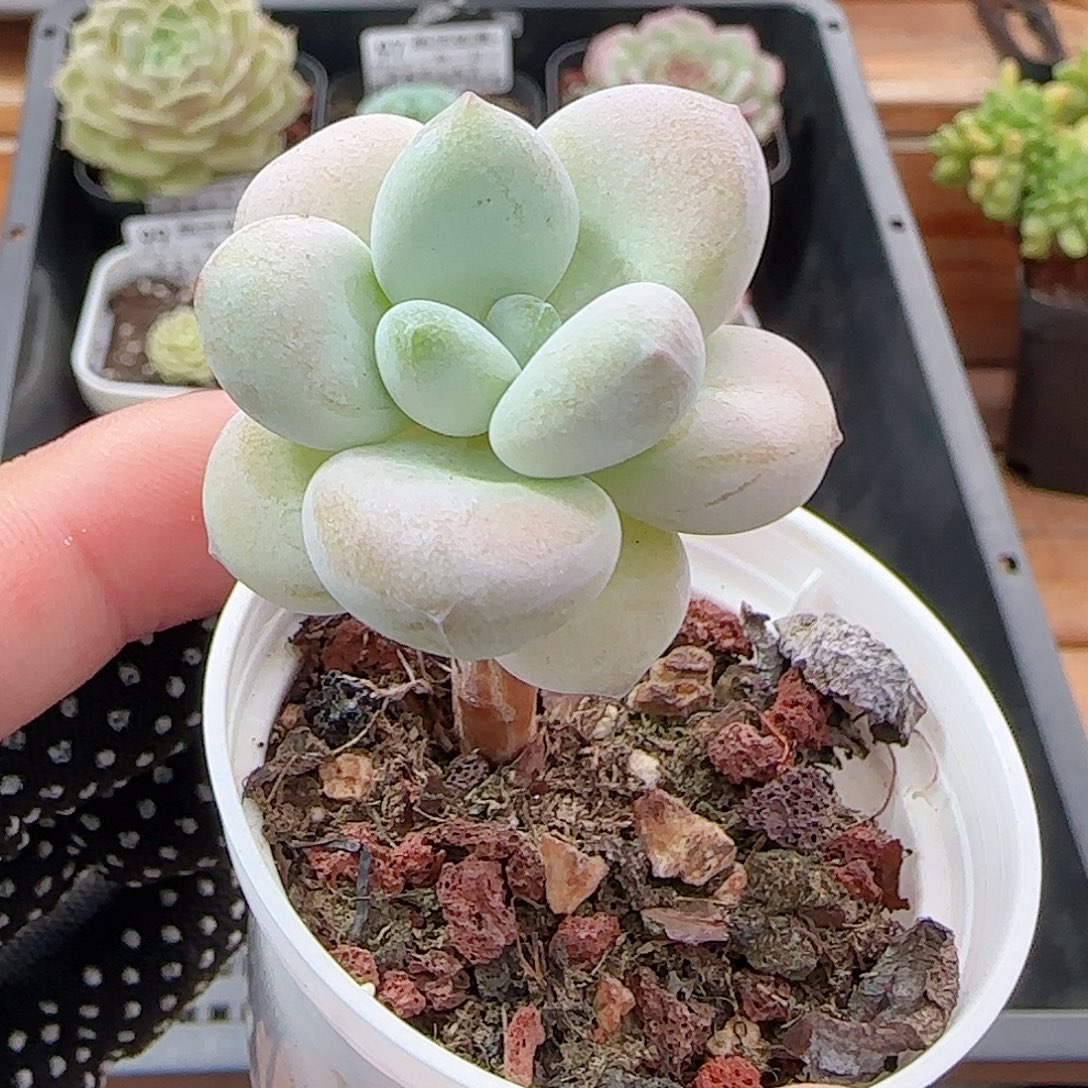 多肉0911- 102洛神小老桩