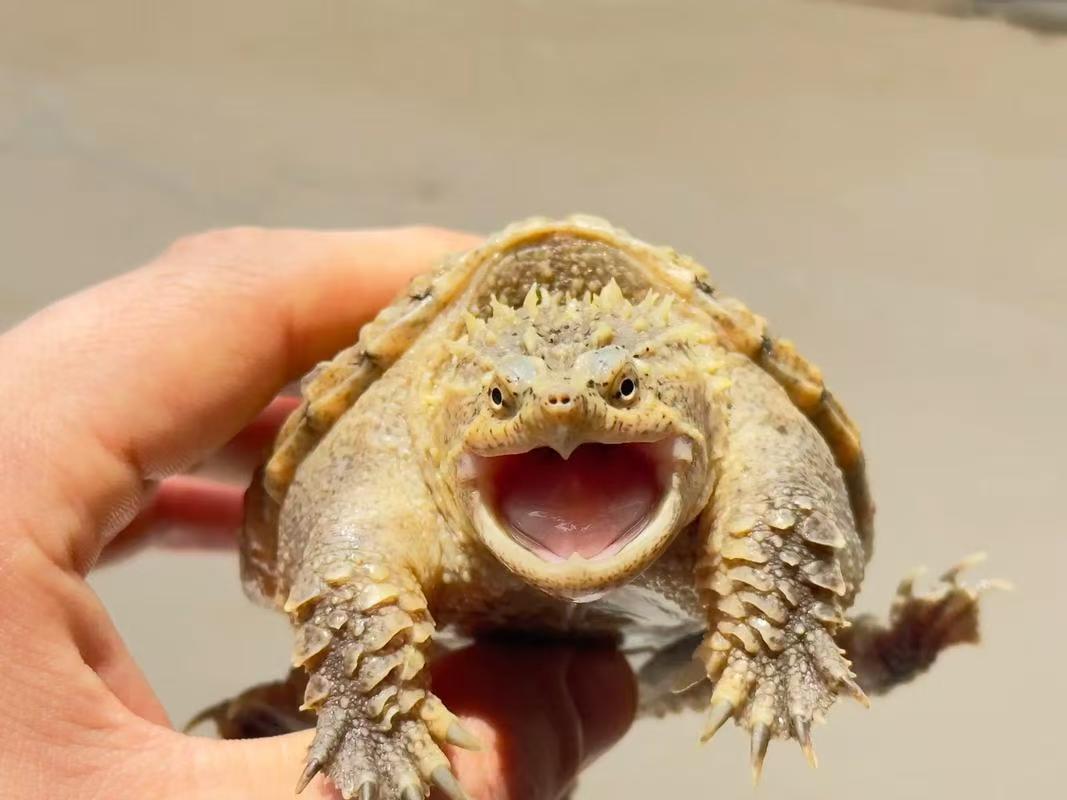 直播挑选人工养殖凶猛原种爆刺佛鳄龟宠物龟鳖