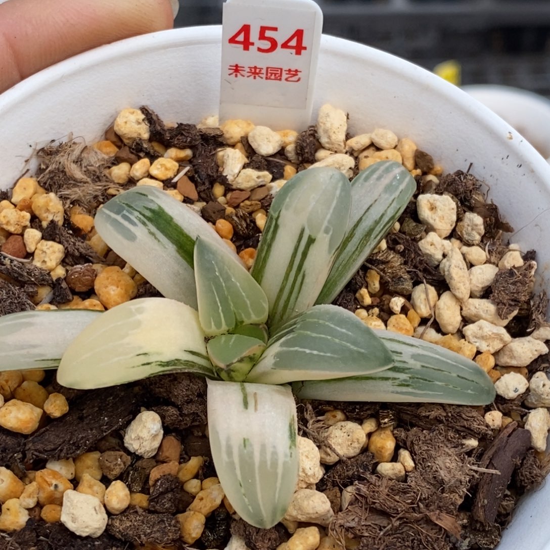 454号白寡妇锦多肉植物