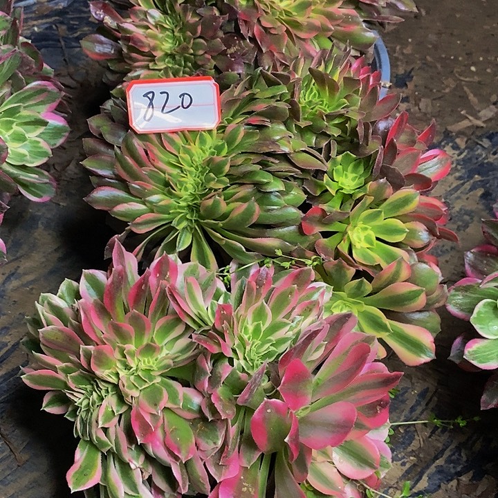 杰***妈缀化三棵法师820号