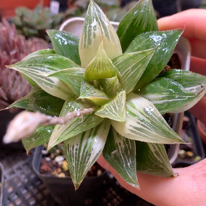 芭提雅寿锦一物一拍