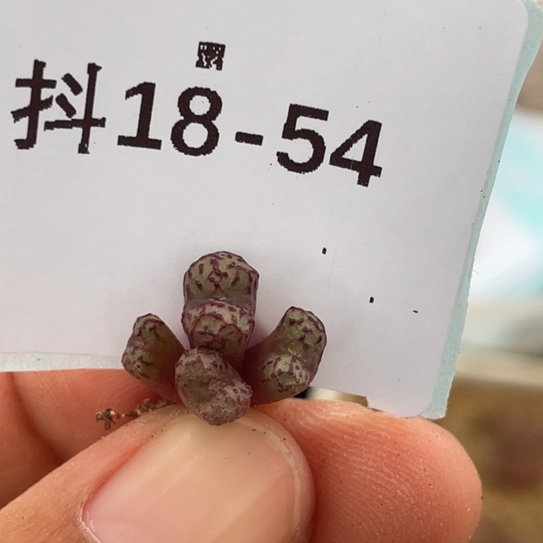 18-54小飞多肉植物