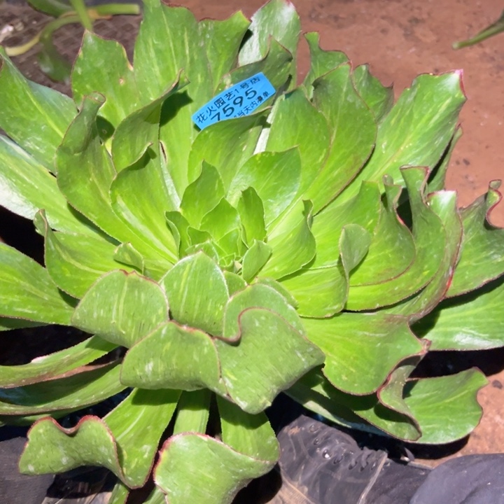 魅影七彩7595多肉植物