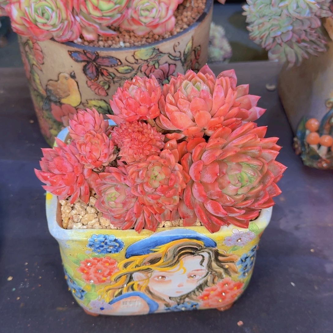 z****6多肉植物的生长发育