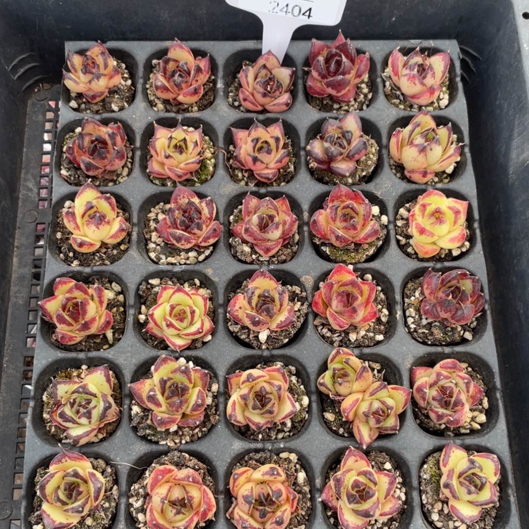 不包整散 盆子不售后2404