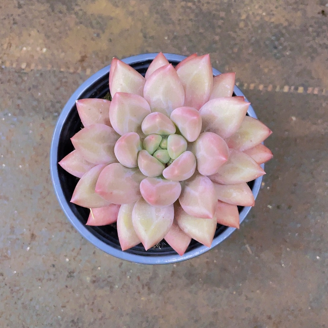 桀****姐多肉链接随大号一起发