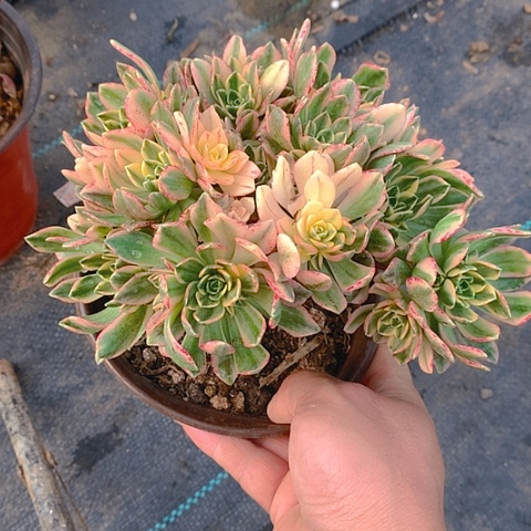 732甜茶多肉植物