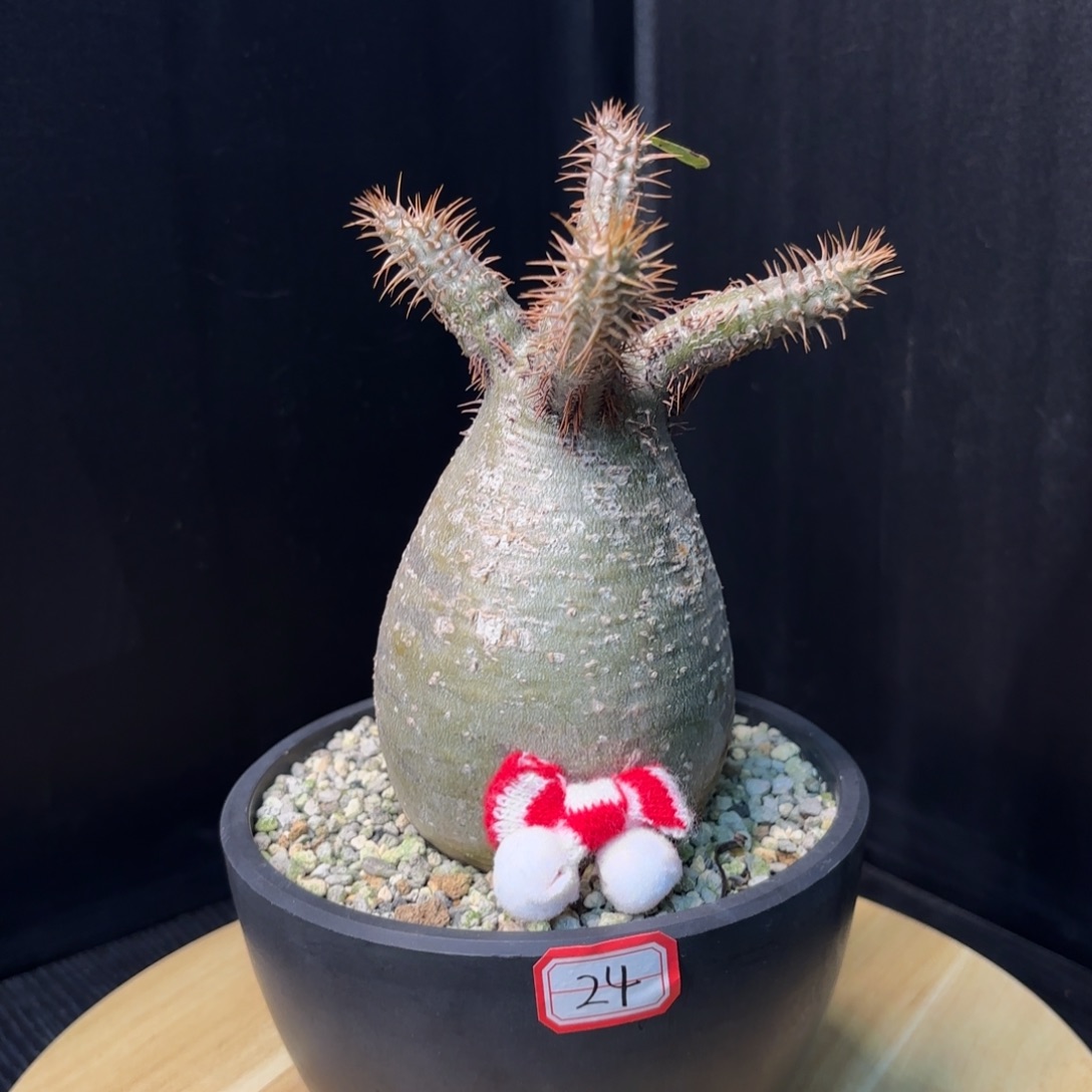 象牙宫带盆土。哈哈