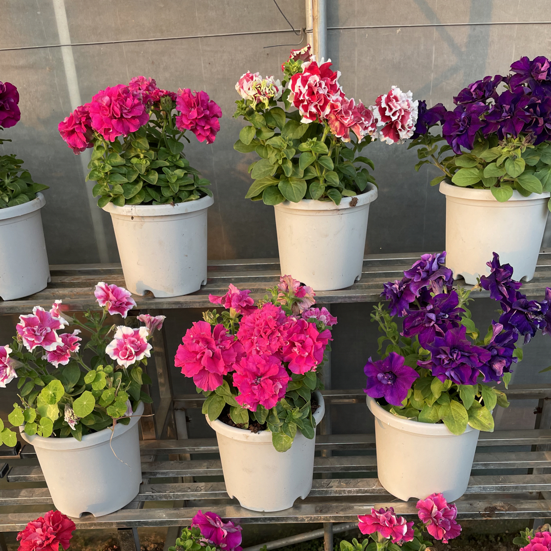 大花重瓣矮牵牛，选两颗包邮，拍三发四