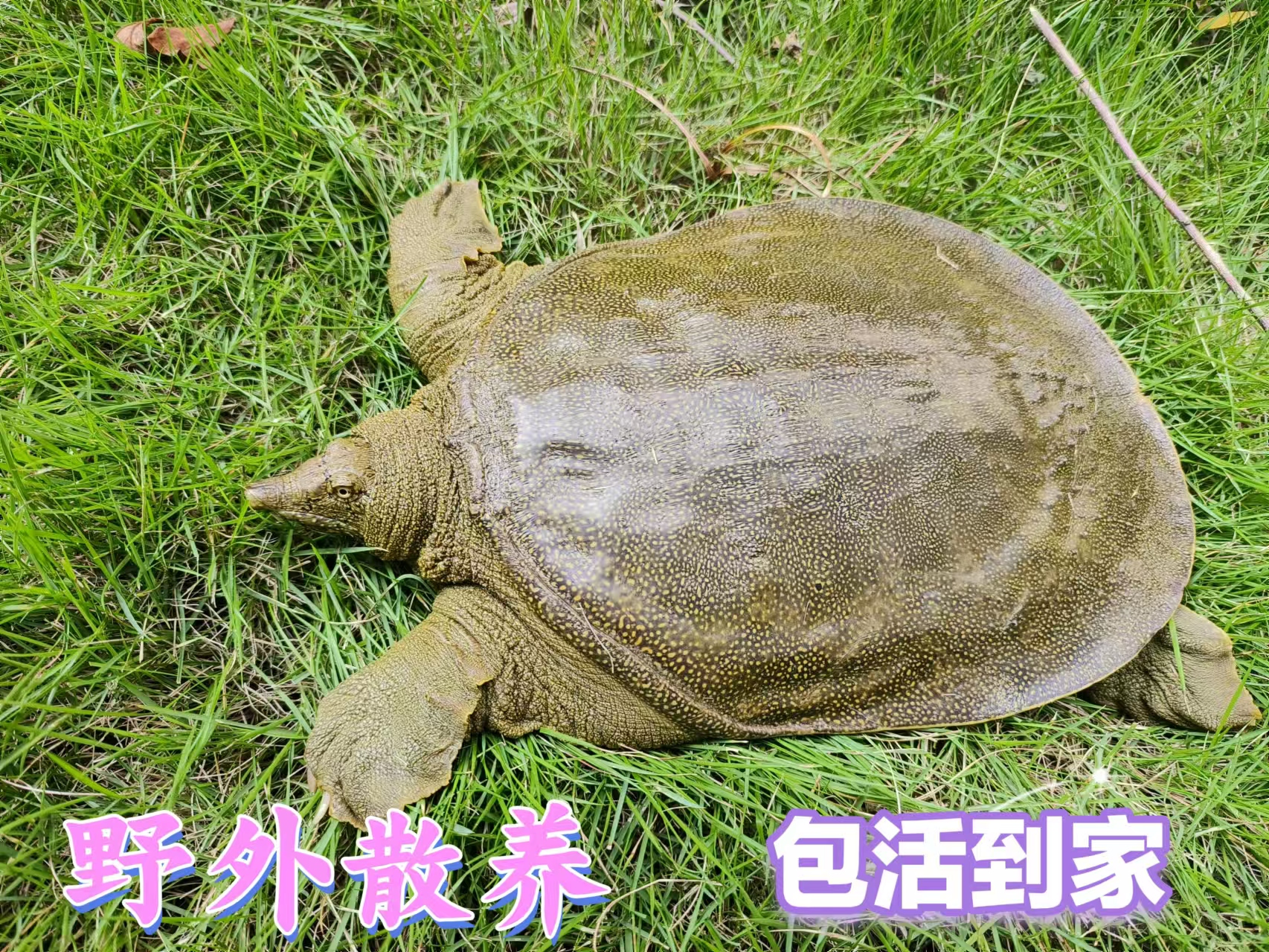 4.5斤1只顺丰鲜活外塘生态甲鱼水鱼团鱼放养野外散养