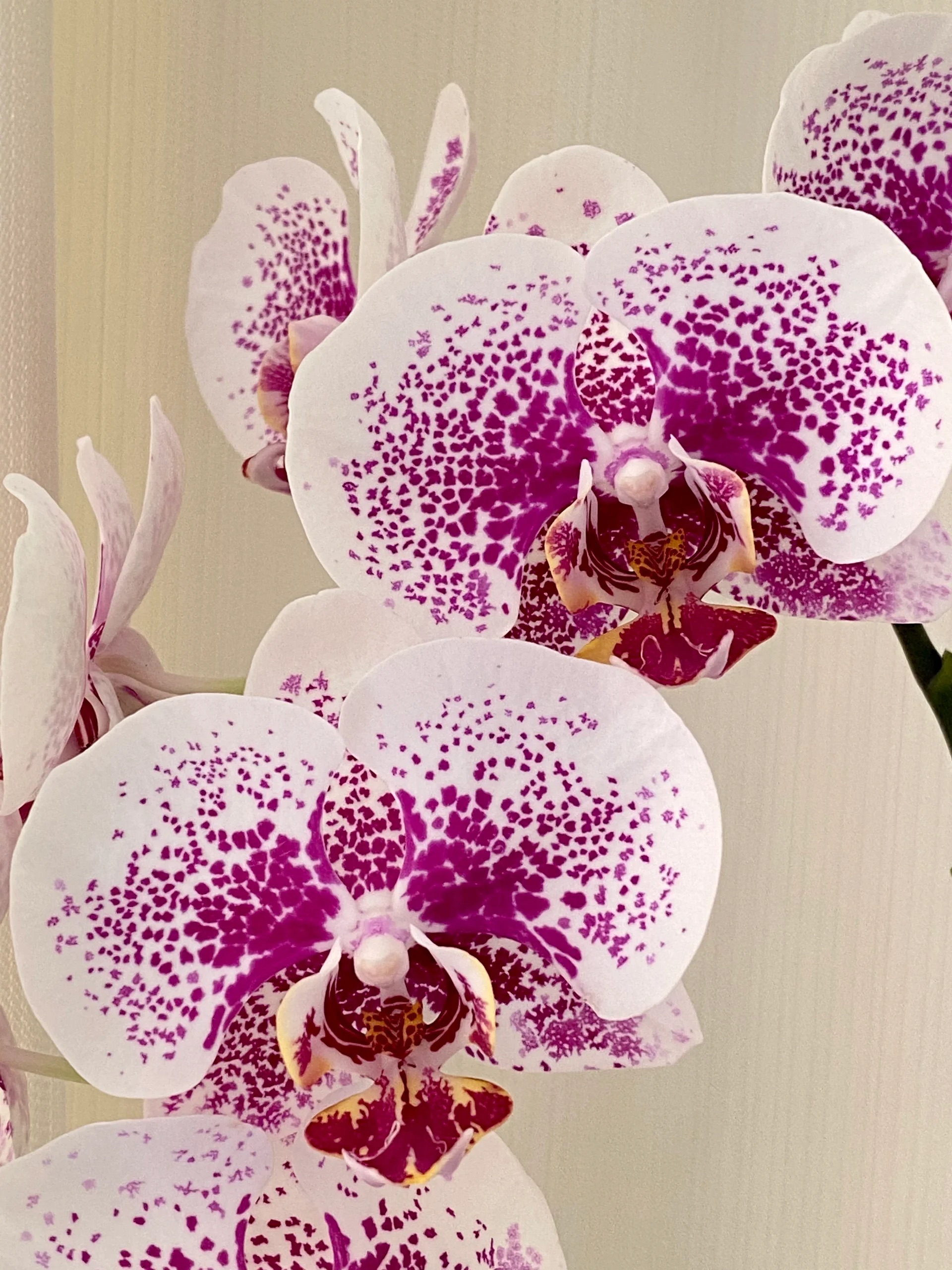 （龙树枫叶）蝴蝶兰 云南昆明基地直发带花带花苞