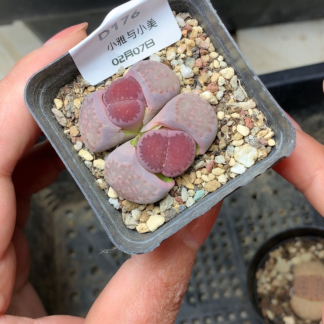 D176多肉植物保护研究所