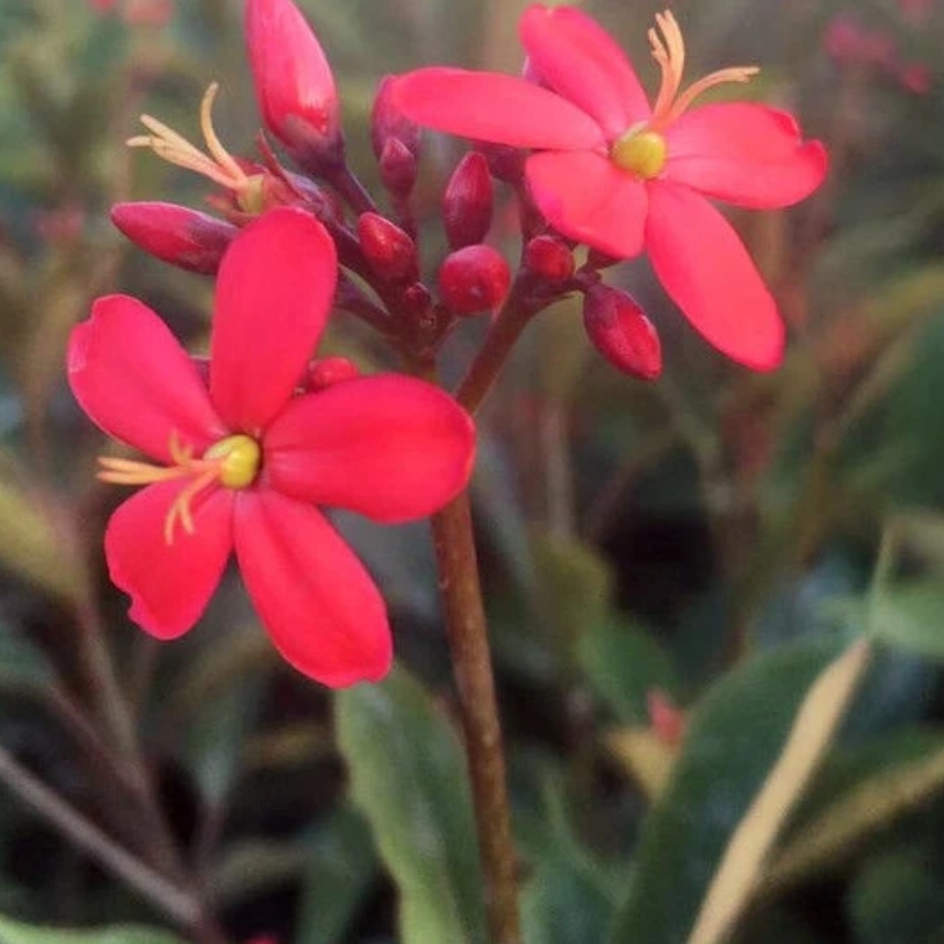 珊瑚花苗 四季开花不断带花苞发货 阳台庭院盆栽地栽珊瑚花卉 