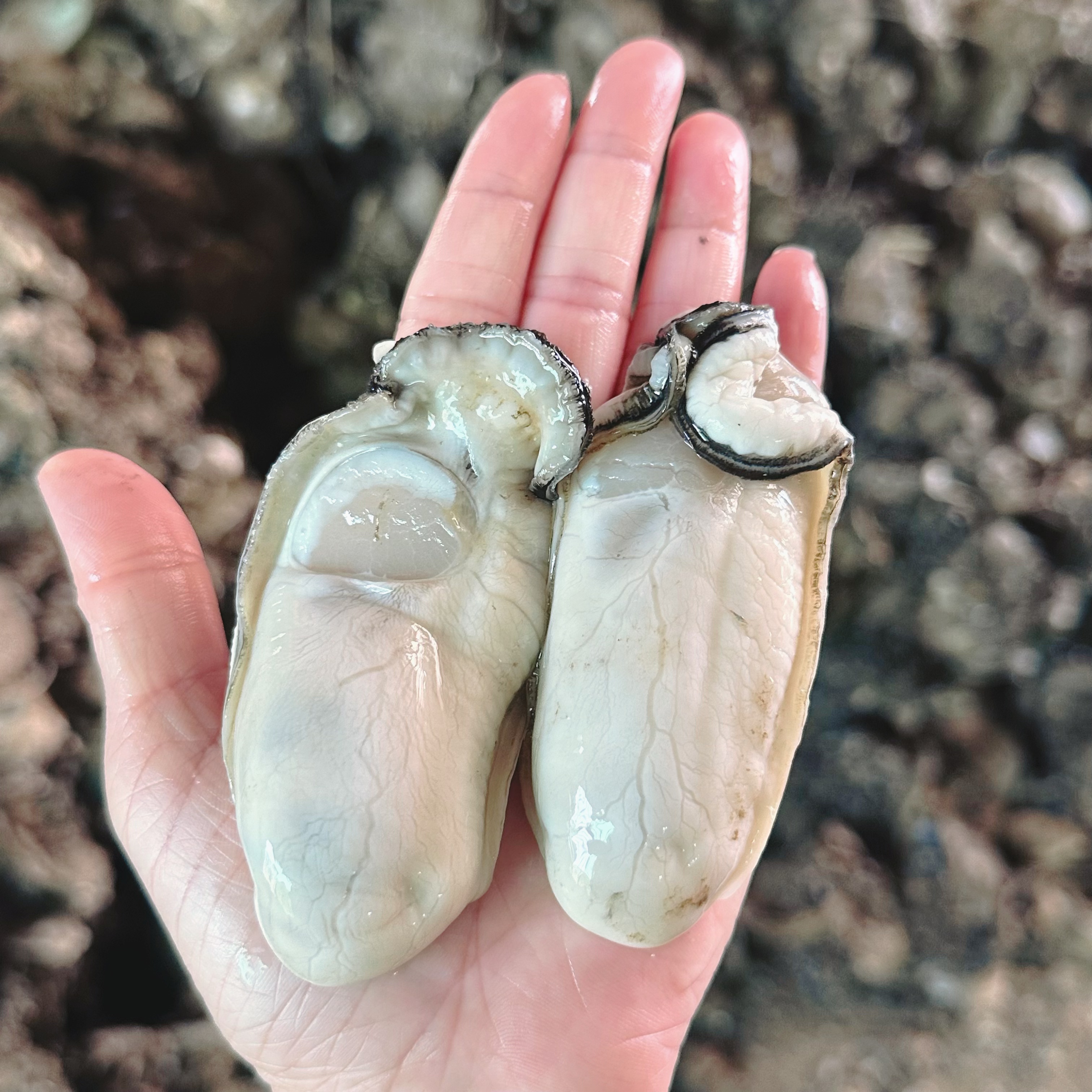 台山生蚝肉 粉蚝 【大蚝 】11-13只/斤 现开现卖