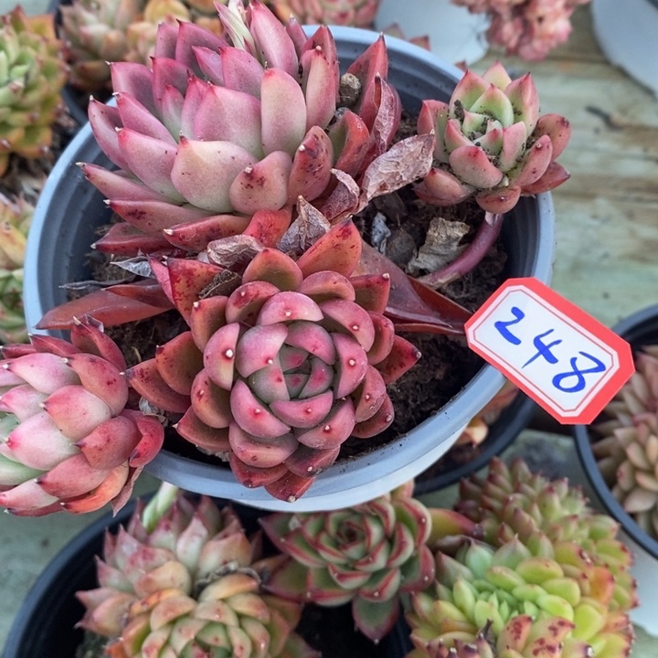 心**情一物一拍红啦东云248