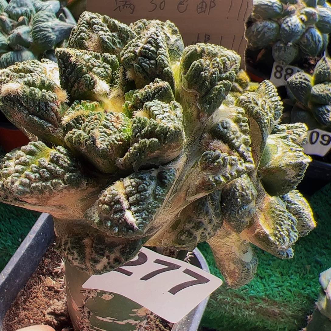 无花朵双头龟甲牡丹277