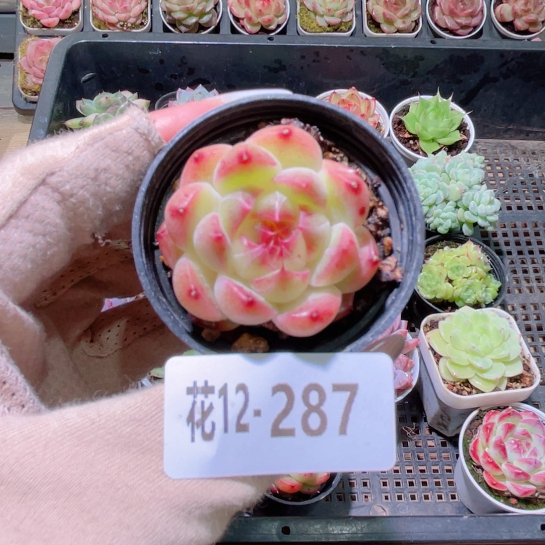 花利美12-287新品