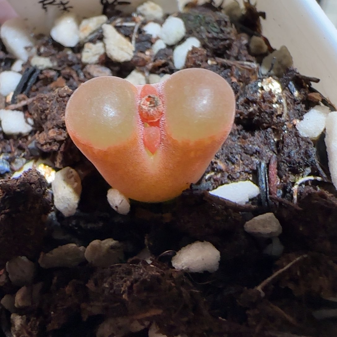 肉锥多肉植物百科26-磁铁944