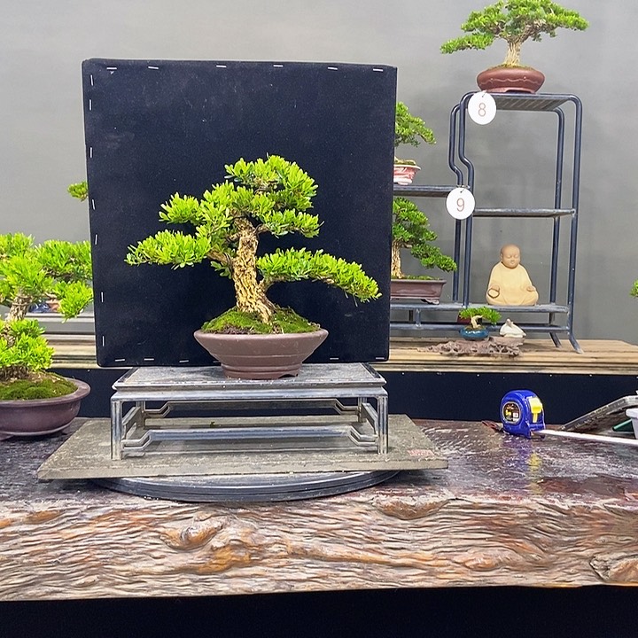 黄杨盆景四季常青不落叶
