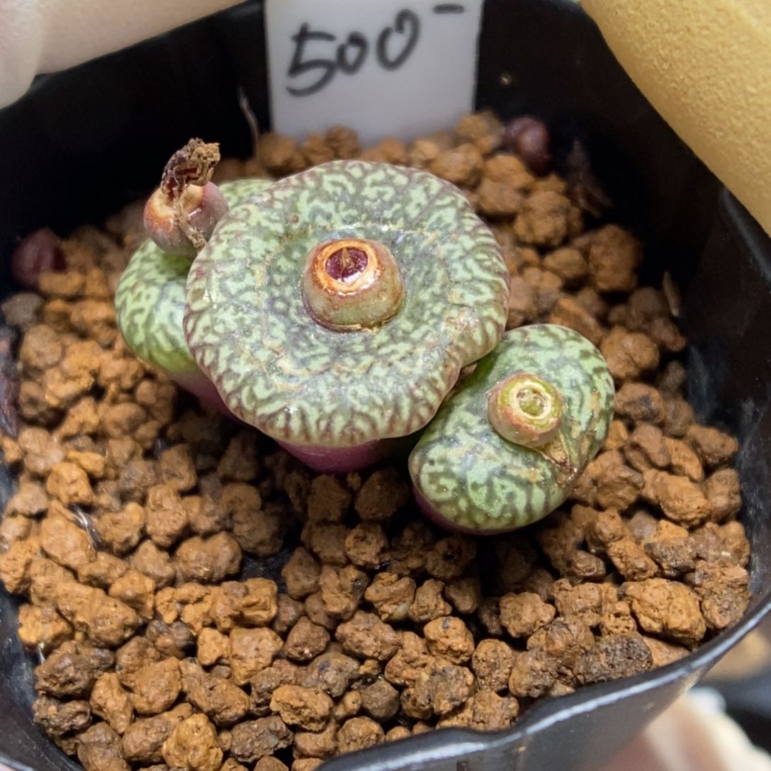 多肉植物肉锥杂交K- 康杂