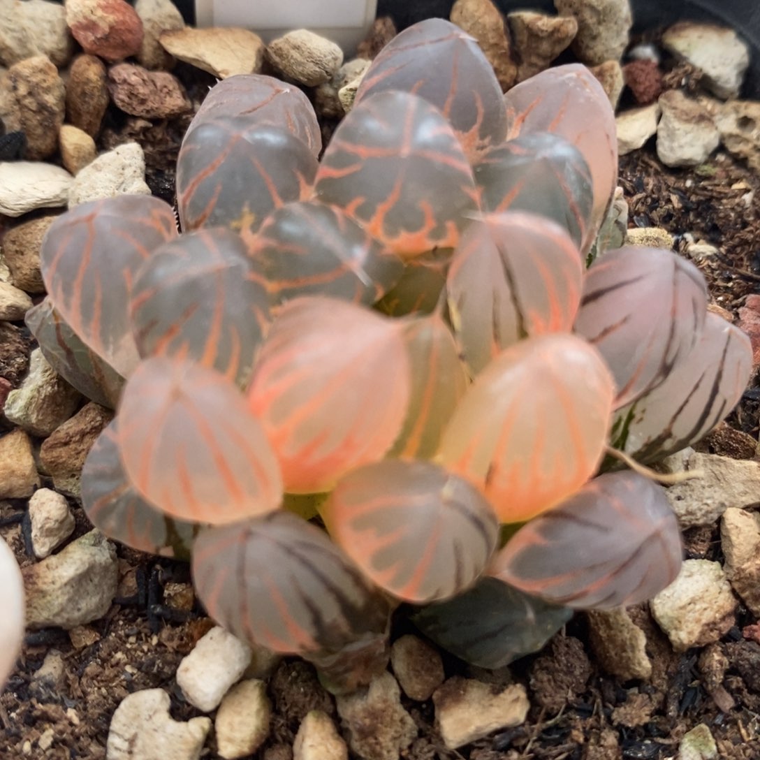 180霓虹灯玉露锦一物一拍