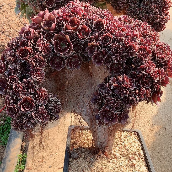 玫瑰朵朵脱土发货啊