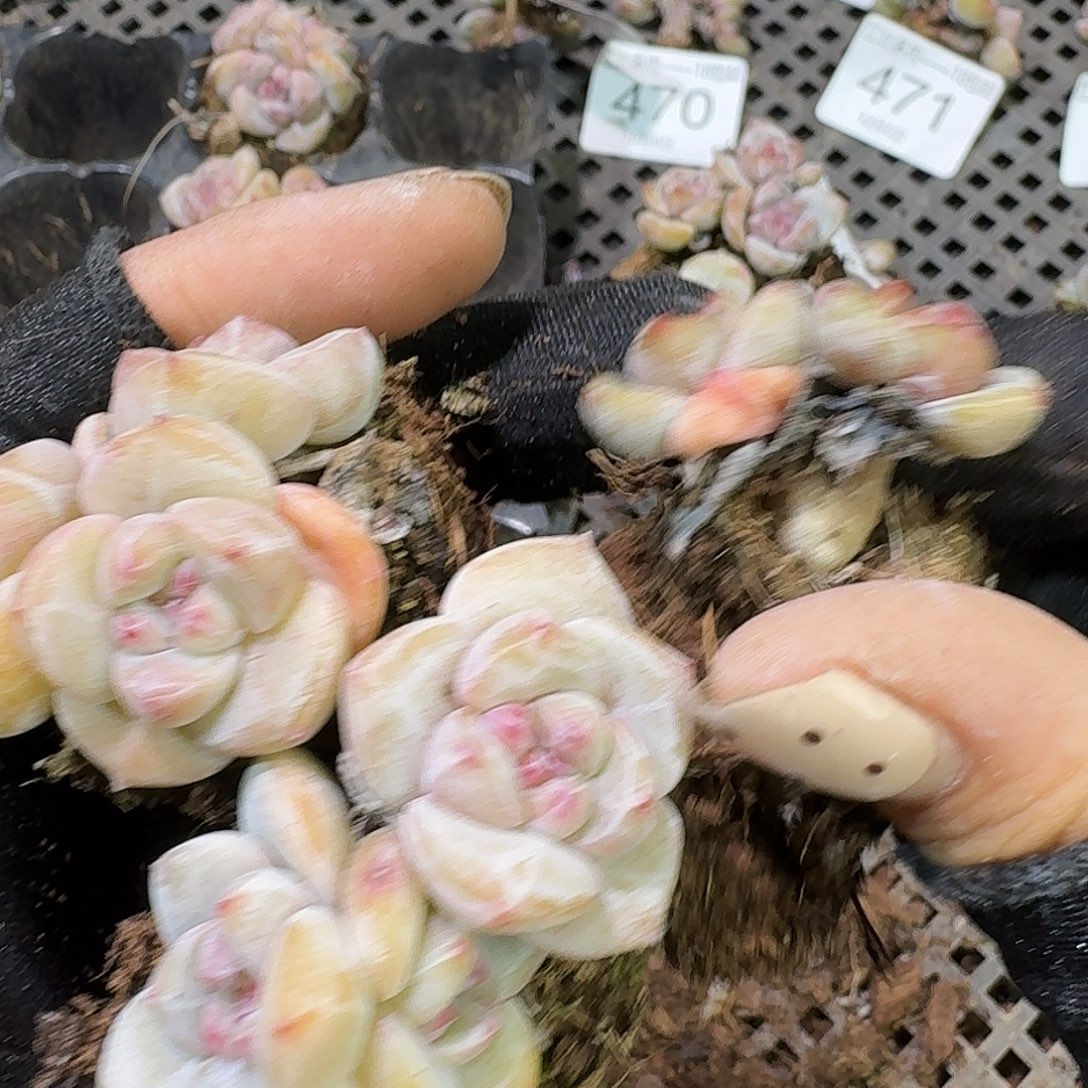 莫***空478 号到手1粒颗江北多肉