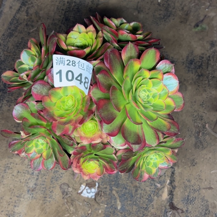 1048奶白多肉植物花