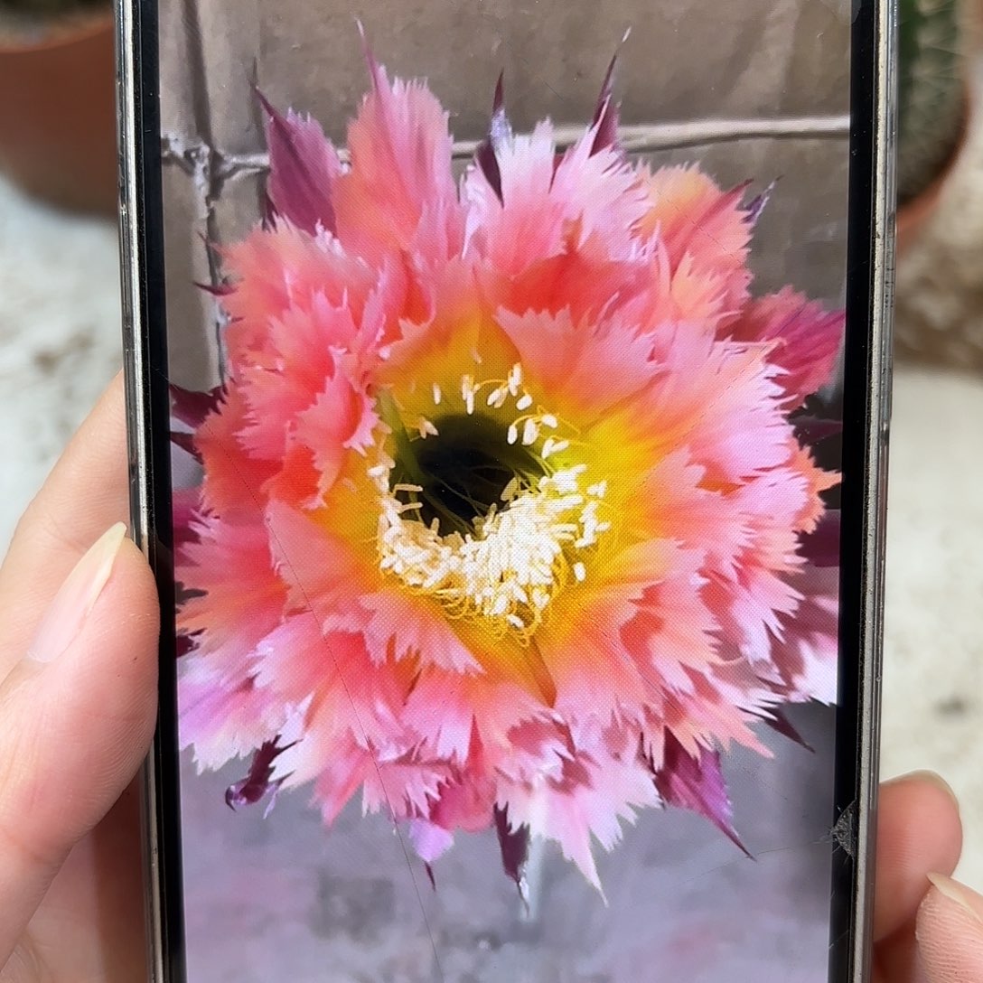 彩草橙色羽毛8公分左右