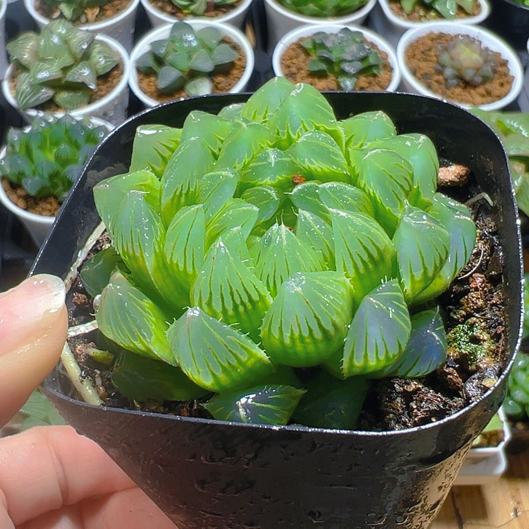 冰川玉露多肉多肉多肉