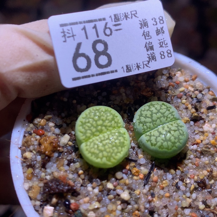 精品生石花116.68