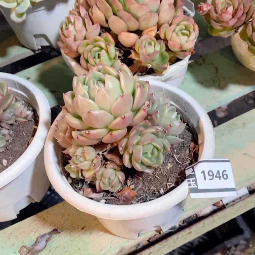 【闪购商品】白玫瑰1946