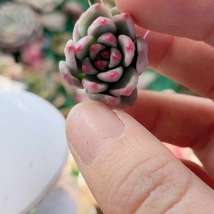 红酒红酒一物一拍