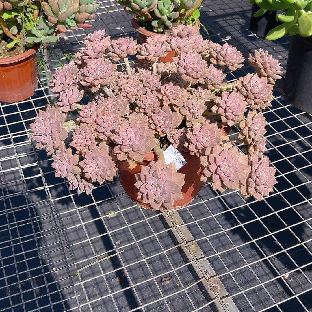 期***好2075阿伦培多肉植物多肉