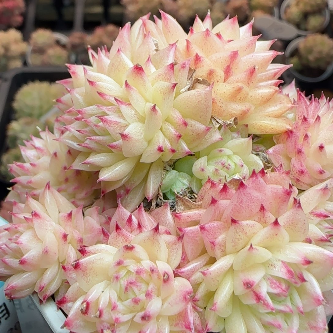 花语逸镜0310-431散