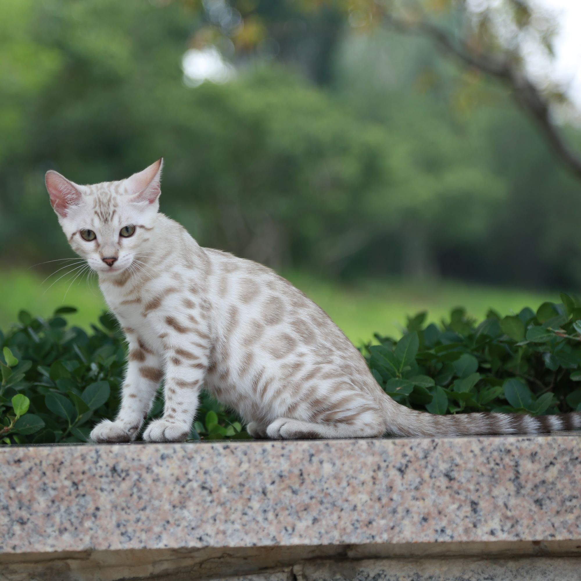 【猎豹家族猫舍】宠物活体精品猫咪纯种孟加拉豹猫水貂色宠物猫购买