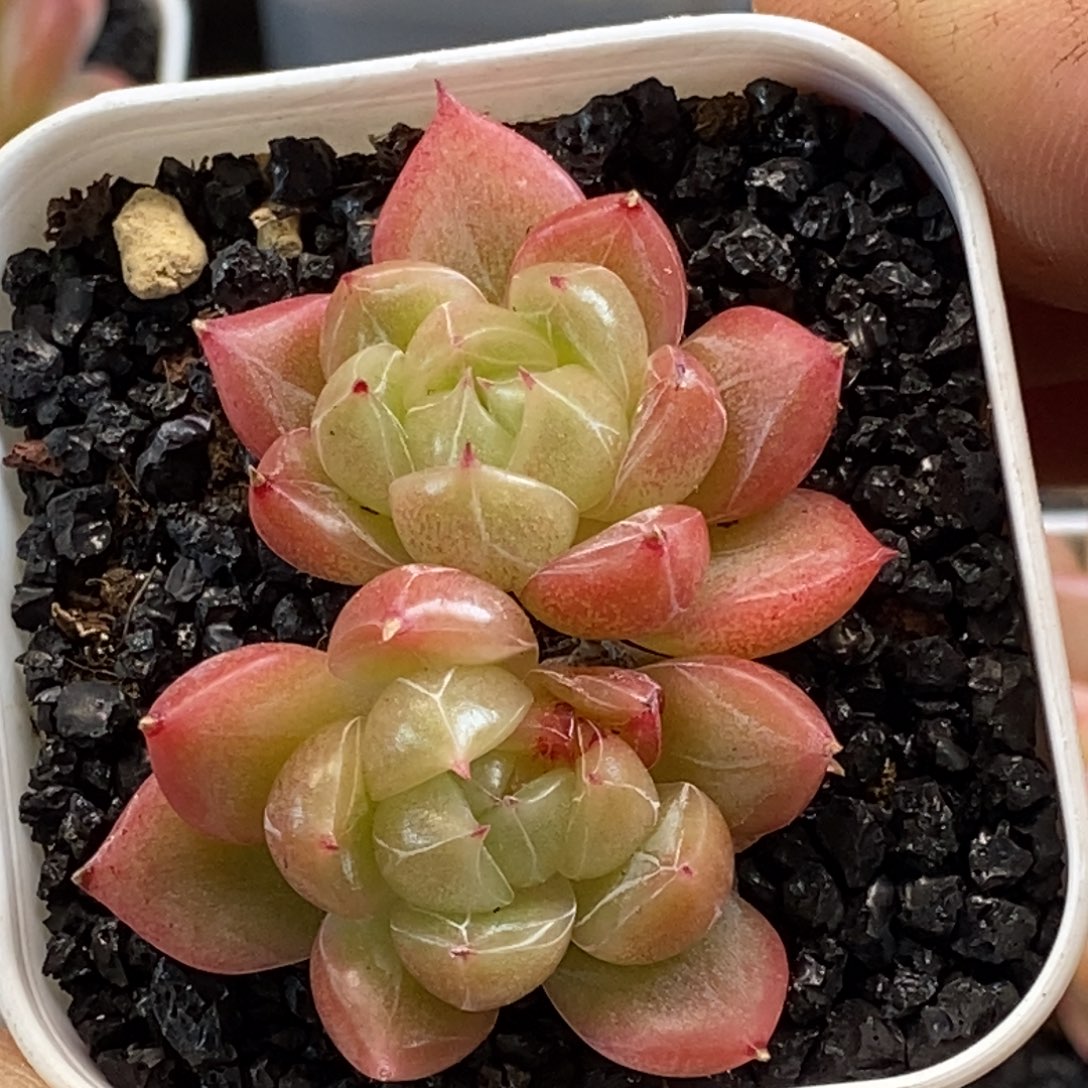 天官赐福百无禁忌