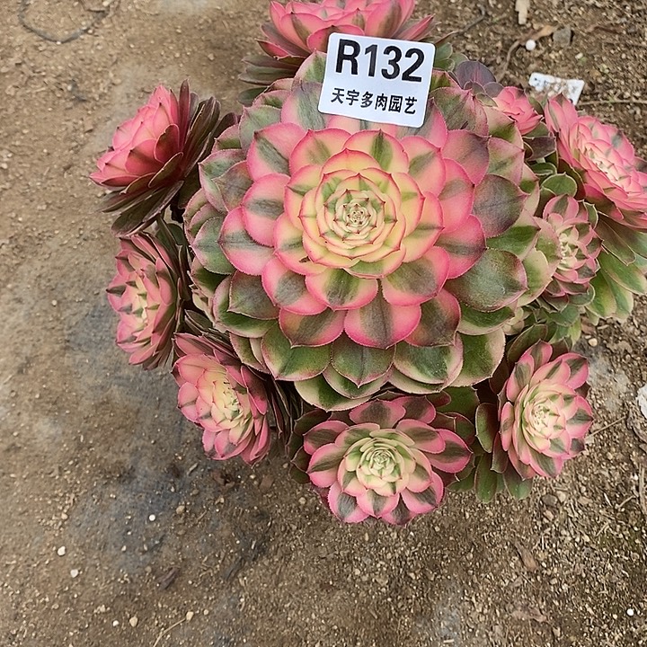 多肉植物荔枝132多肉