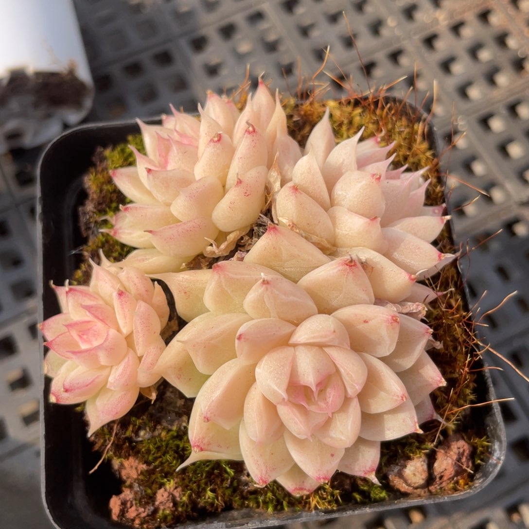 优选女王福利731