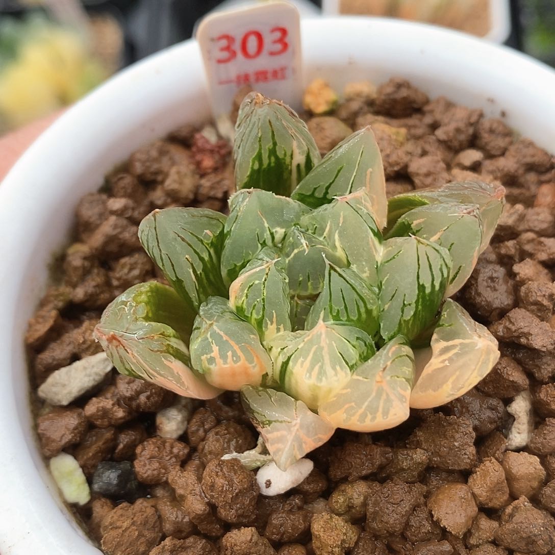 303号花水晶玉露锦一物一拍
