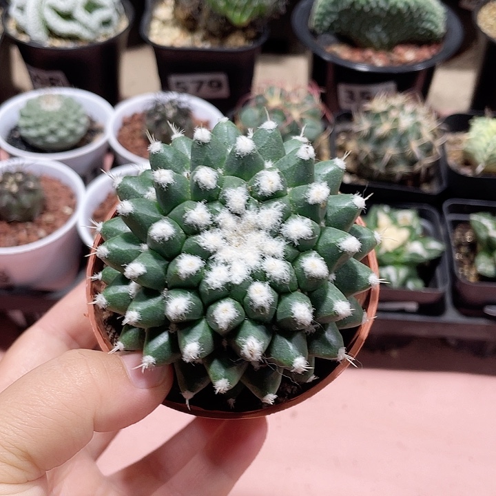 822实生大雪糕仙人球