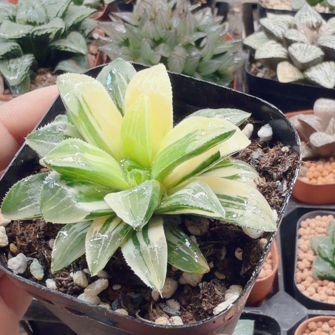 无花朵十二卷姬寿锦福利