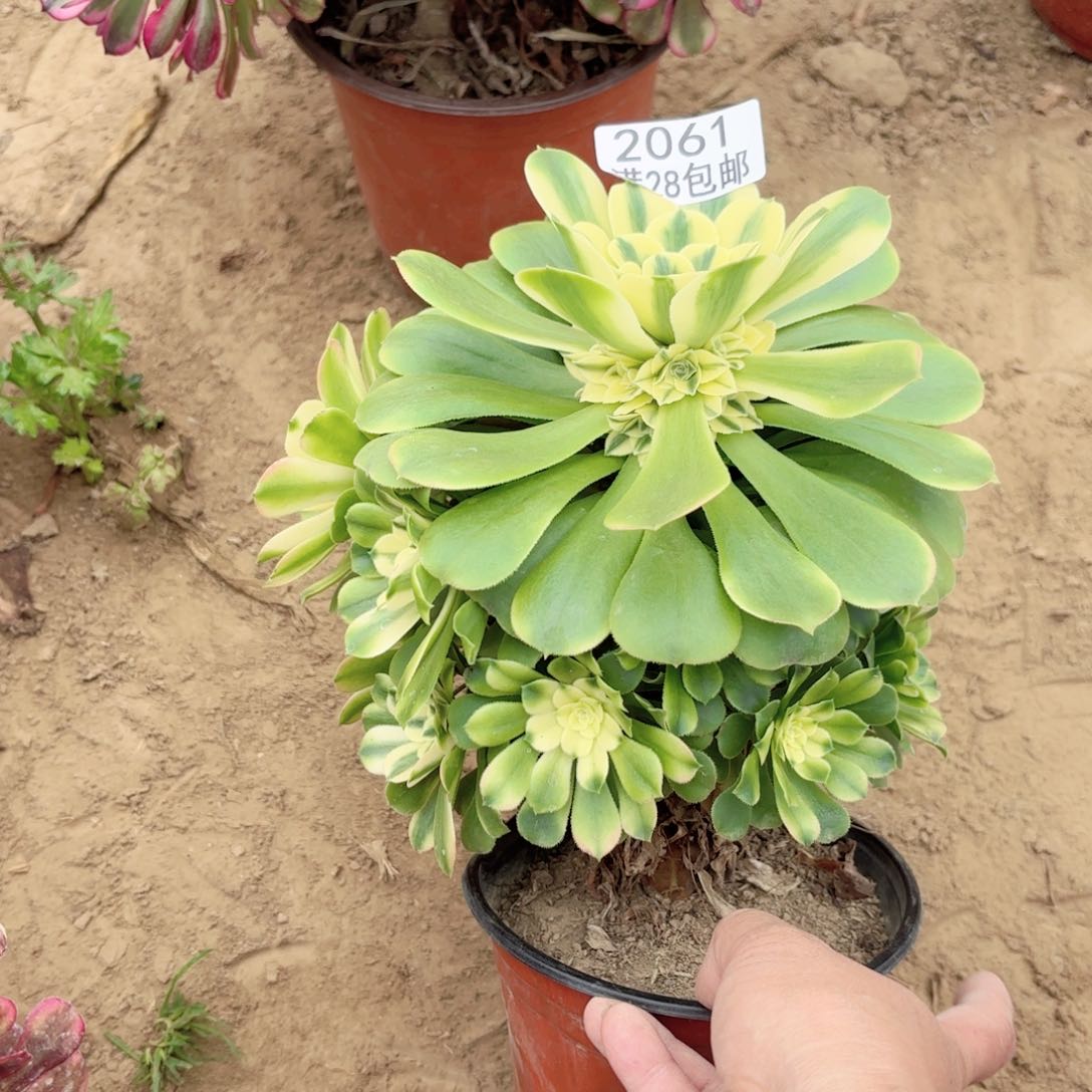 2061辛尼雅多肉11121