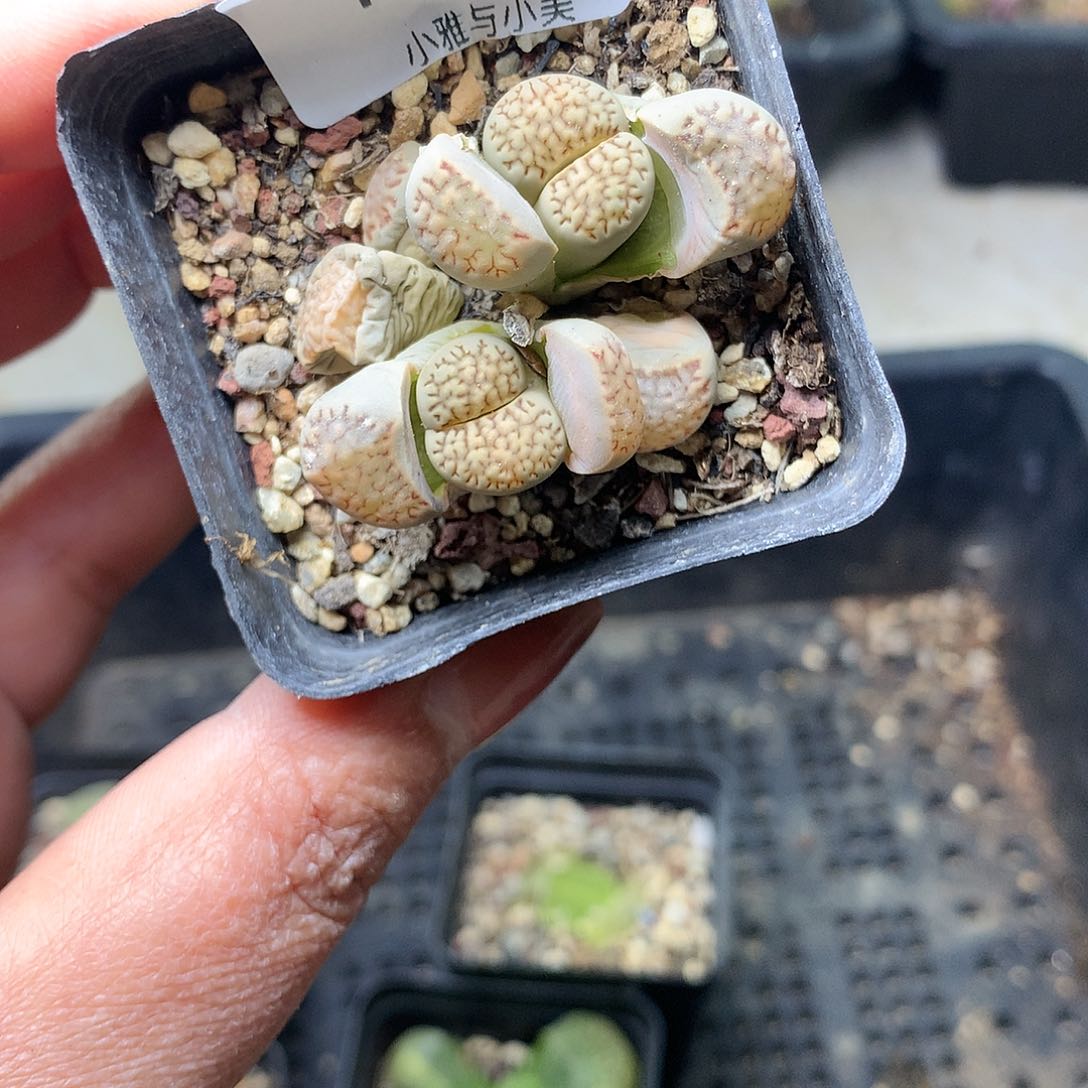 H229多肉植物保护研究所