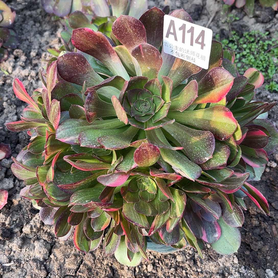 法师法师16–23包邮法师